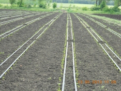 Open field drip irrigation of melon and pepper