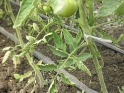 Riego para producir pepinos y tomates en invernadero