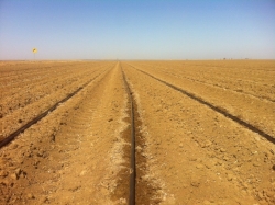 Garlic and Onion Fields