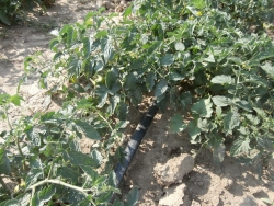Tomato Fields Drip irrigation