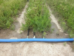 Carrot Fields Drip irrigation