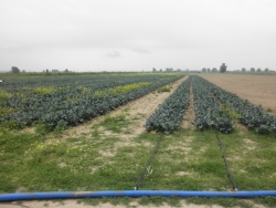 Broccoli Fields Drip irrigation