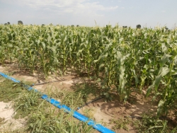 Sweet Corn Fields Drip irrigation