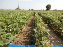 Drip irrigation of beans