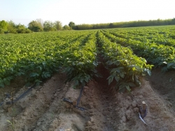 Potato Field in Bulgaria